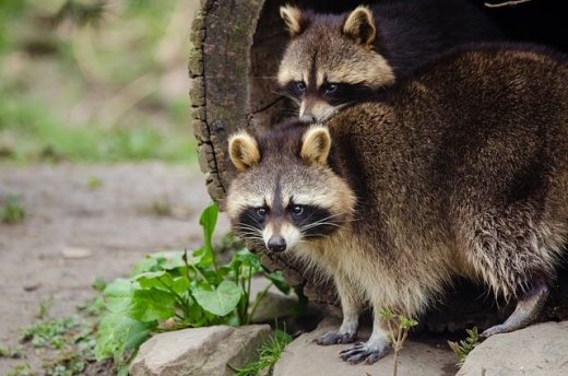 How to Keep Raccoons Away While Camping